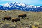Yellowstone National Park, American Bison trio on plains with snowy Rocky Mountains. Art Print